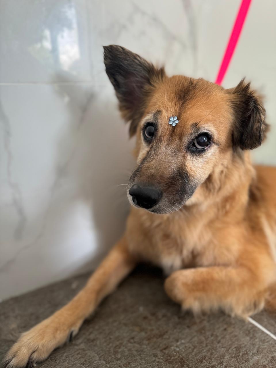 Mascota sana después de tratamiento en Mi Can